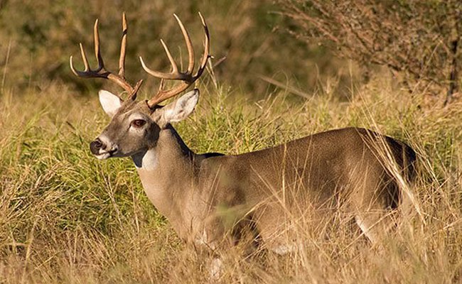 deer-hunting.jpg.jpe