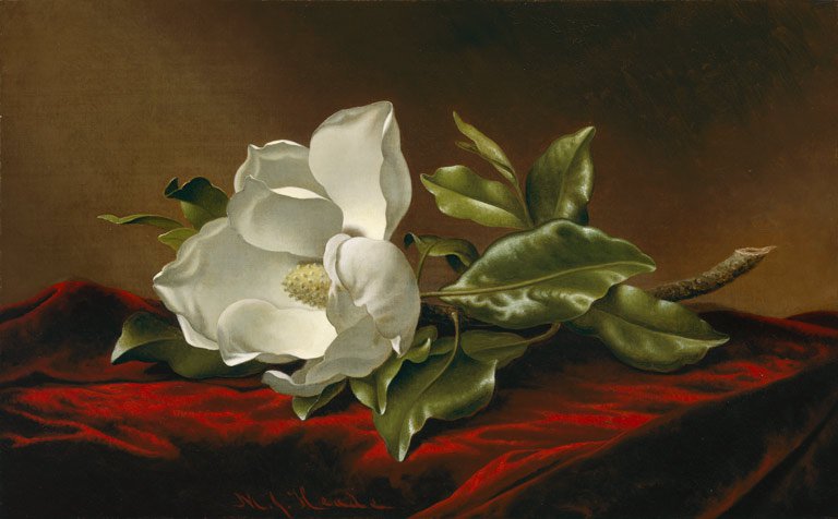 heade-magnolia-grandiflora.jpg.jpe