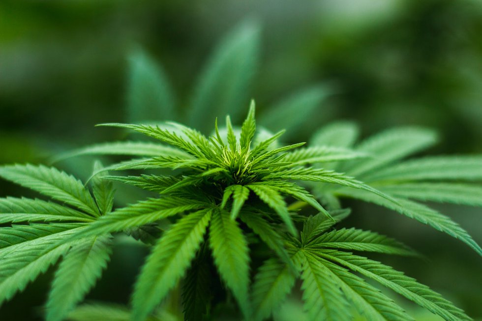 cannabisplant.jpg