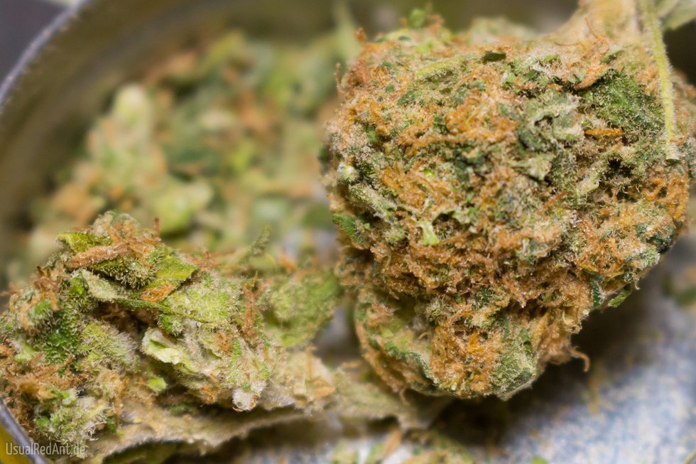 CannabisCloseup.jpg