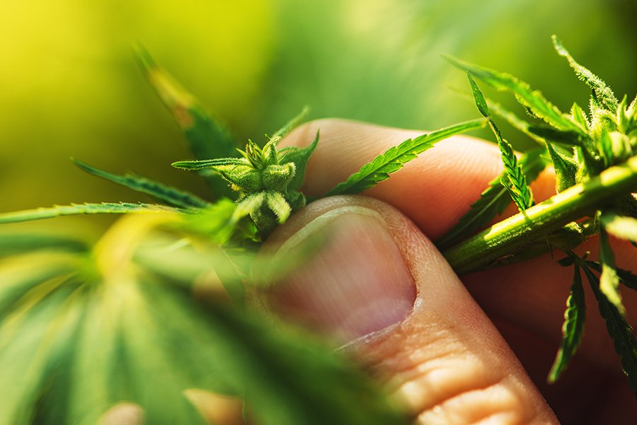 Cannabis_Portugal.jpg