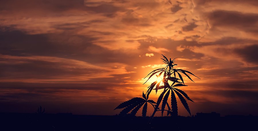 CannabisConnection_Poll.jpg