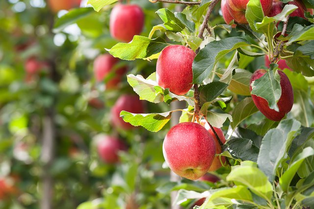 Here Are All The Apple Picking Spots In The Milwaukee Area To