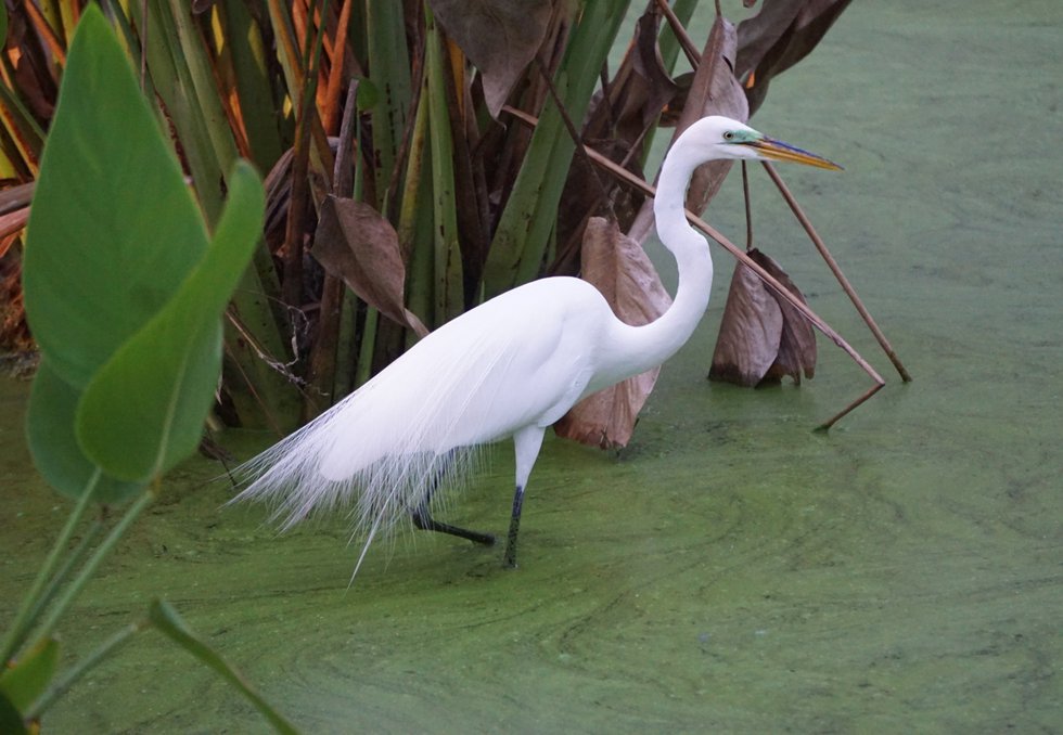 Madhavi-Parekh_Physician_Great-Egret.jpg