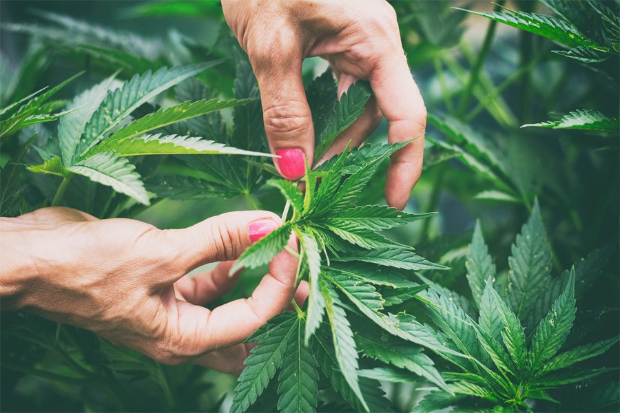 Cannabis_plant.jpg