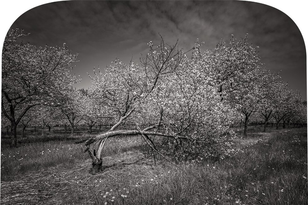 Suzanne Rose - Broken but Blooming - Cherry Tree