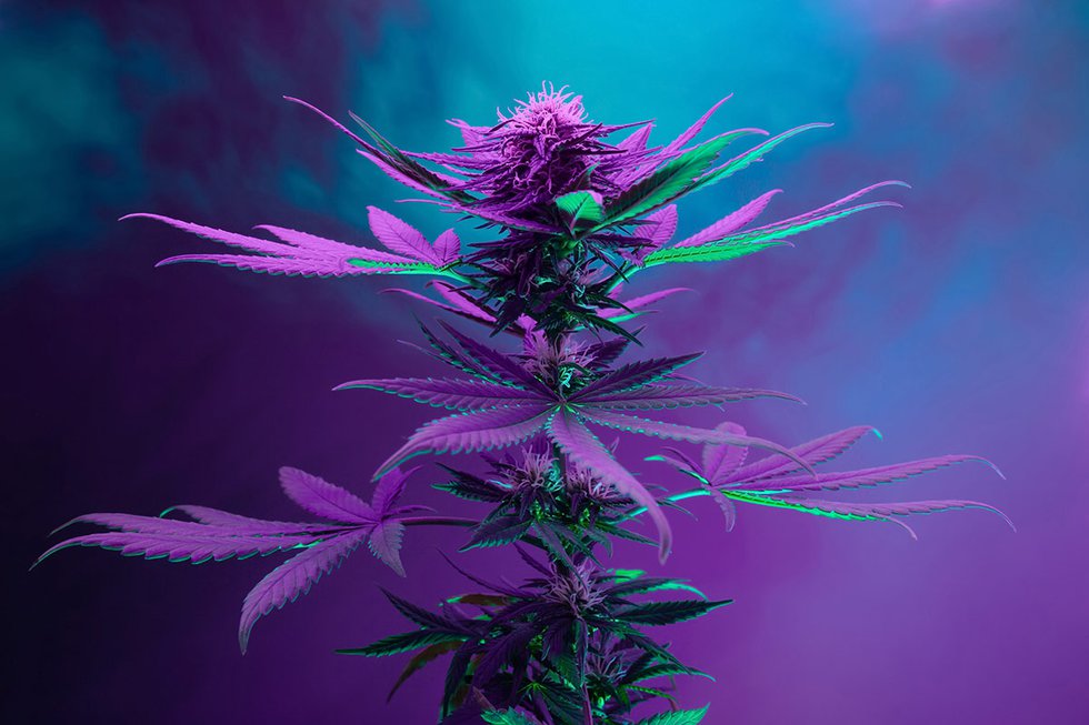 Cannabis plant in black light
