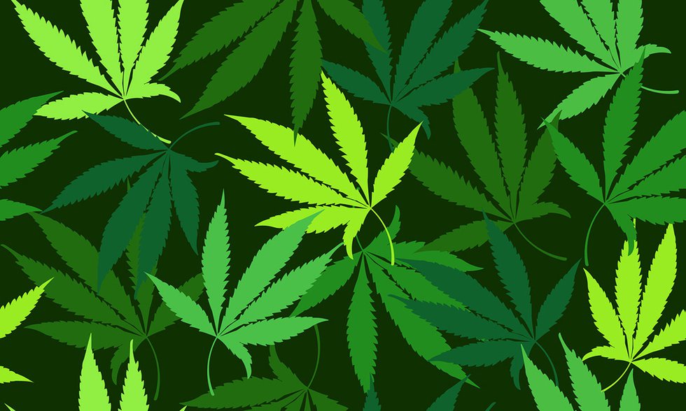 Marijuana leaves repeating pattern