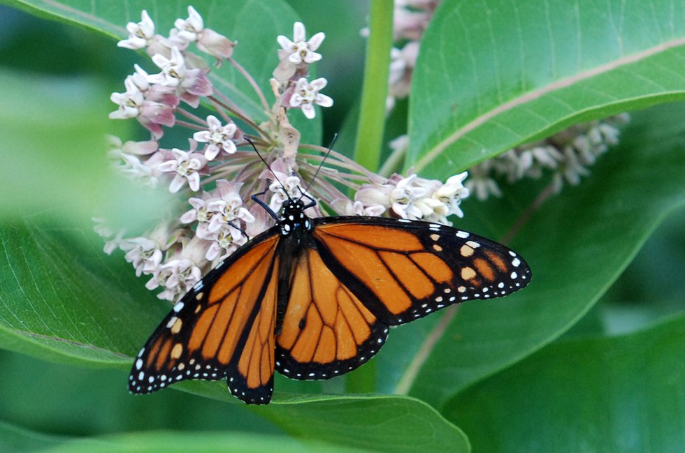 Male monarch on milkweed flower