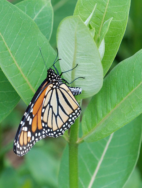 Female monarch laying egg on milkweed