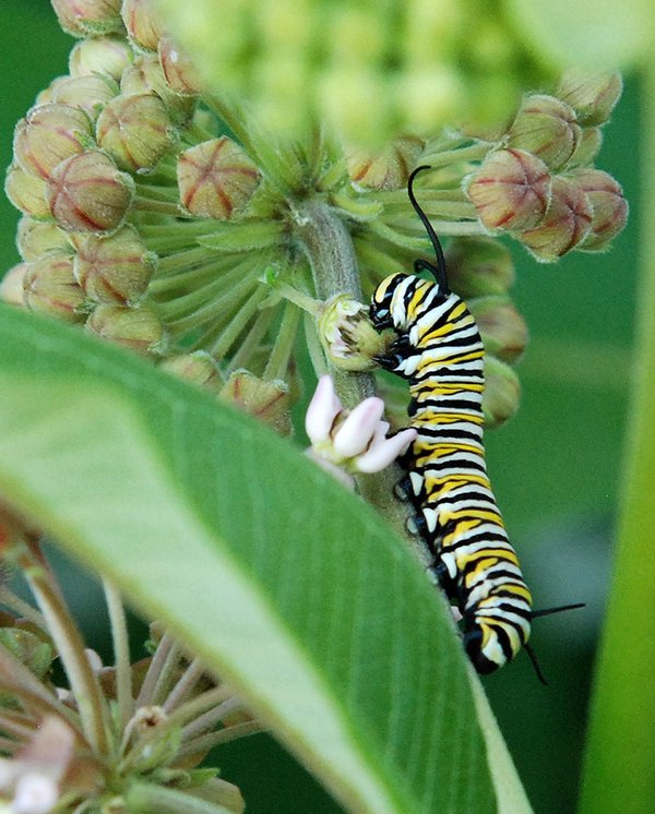 Monarch caterpillar eating a milkweed flower