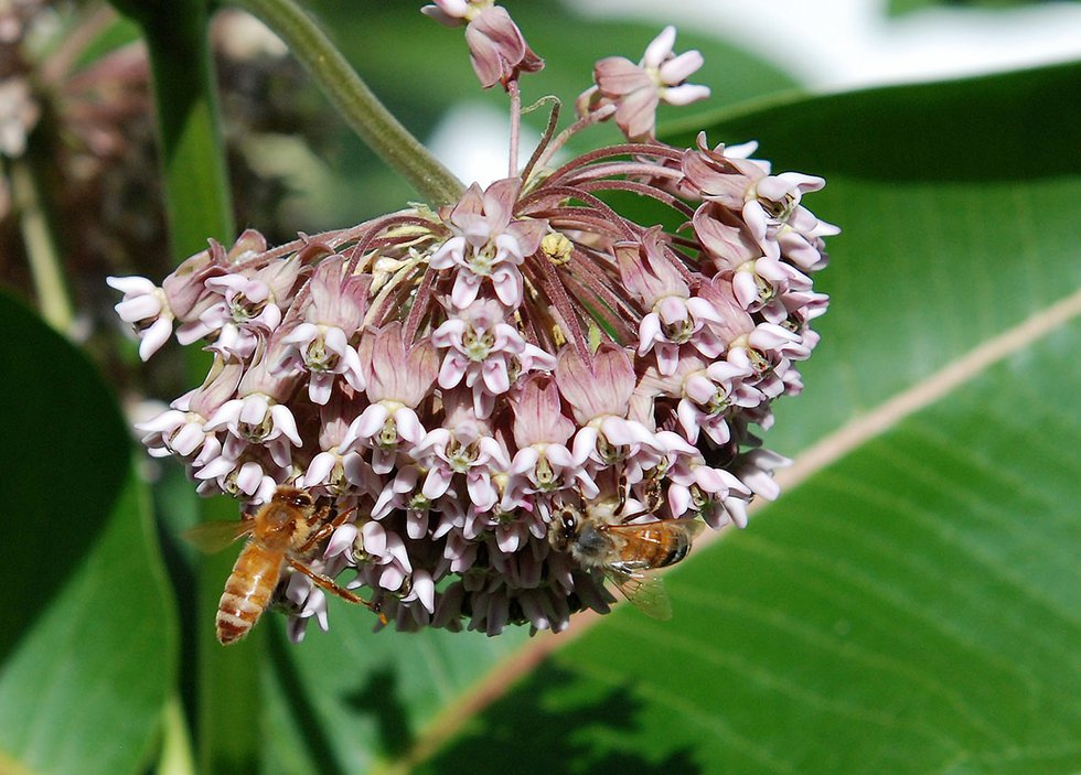 Honey bees on a milkweed flower