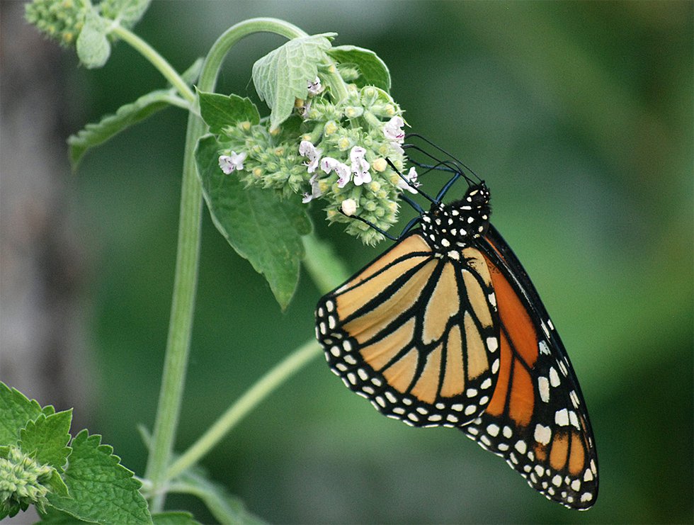 Female monarch feeding on catnip flower