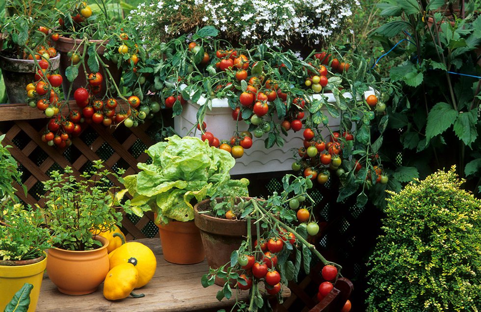 Vegetable garden on deck