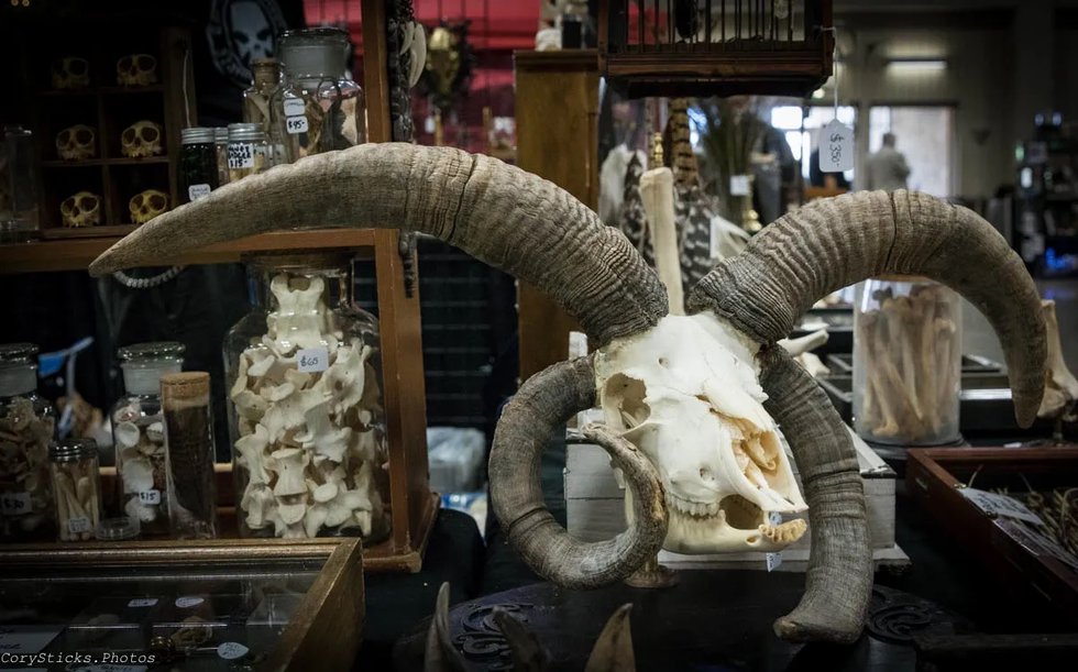 Oddities & Curiosities Expo Celebrates the Strange and Macabre May 28