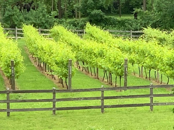 The Vineyard at River Hills