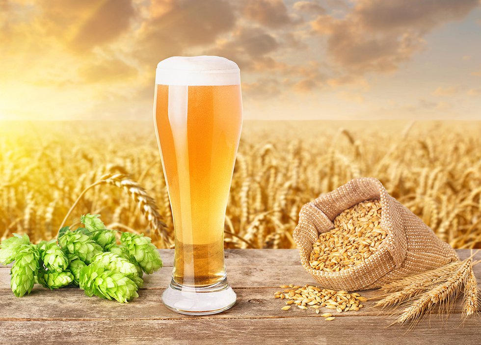 Glass of beer with field, hops and grain