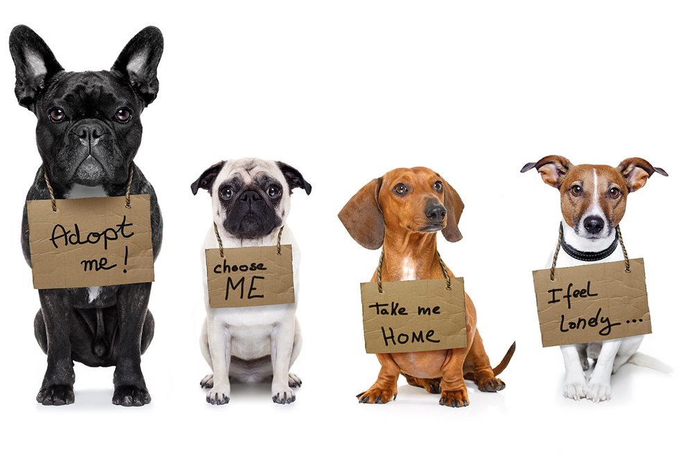 Dogs with Adopt Me signs