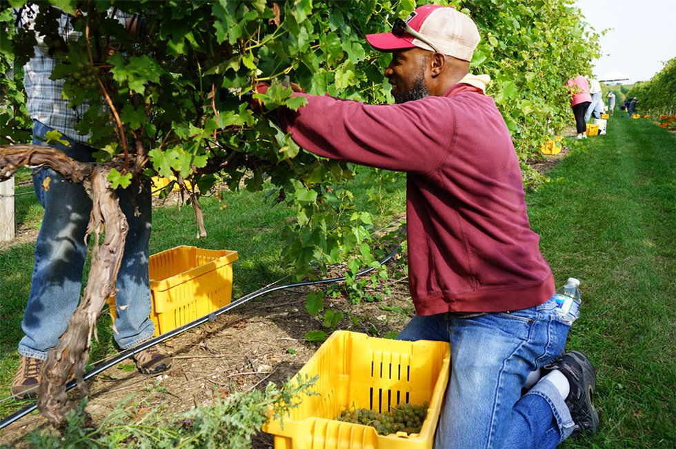 Grape harvesting at Parallel 44 Vineyard