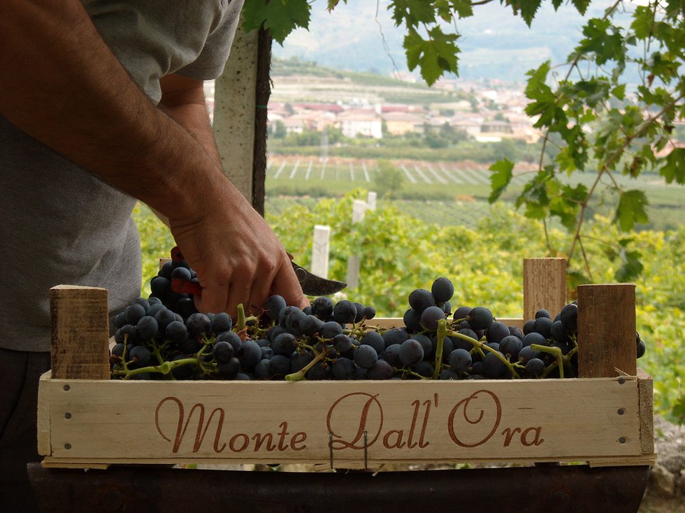 Monte Dall' Ora grapes