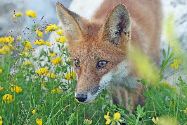 Fox photo by Mary Lee Agnew