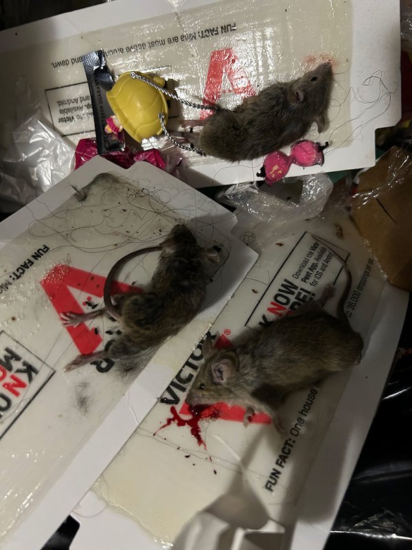 Mice in apartment