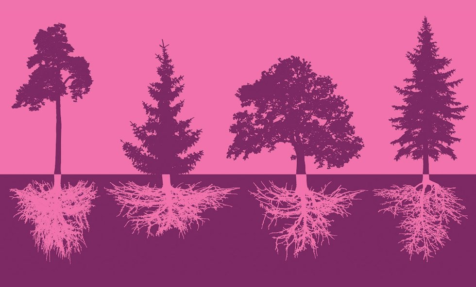 Trees with roots illustration