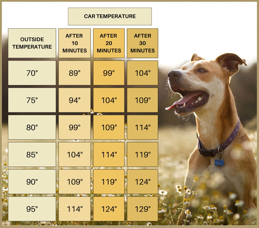 Car temperature chart with dog