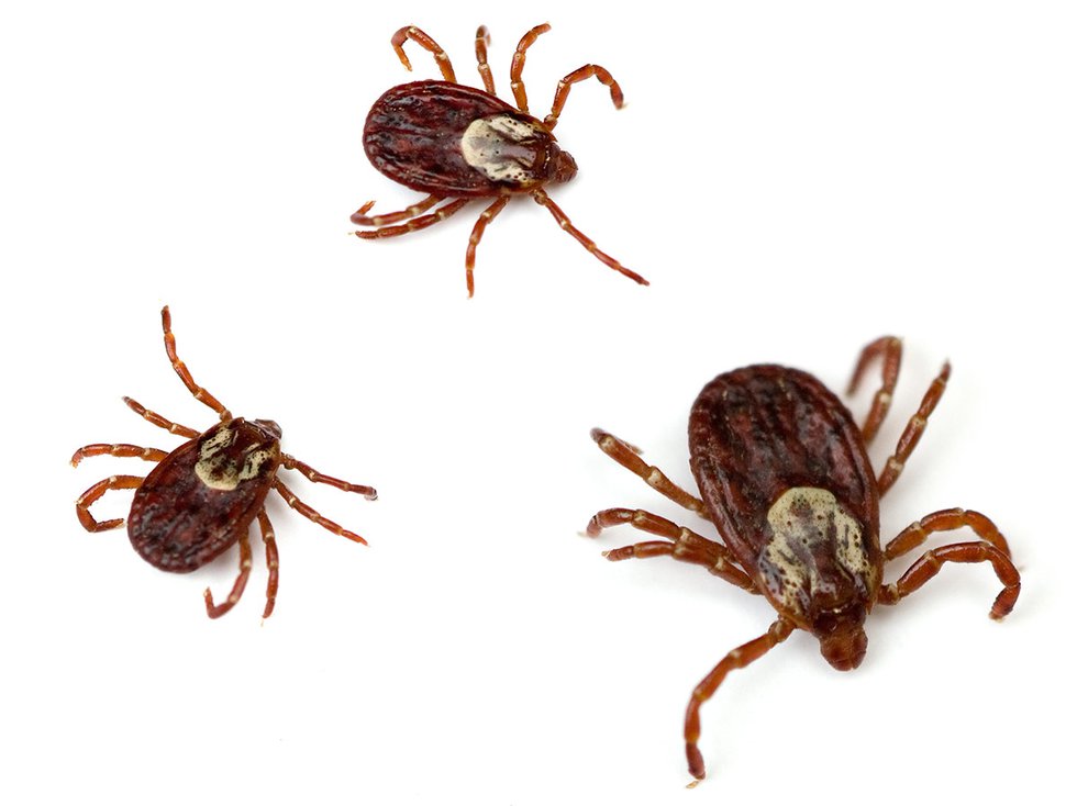 Ticks