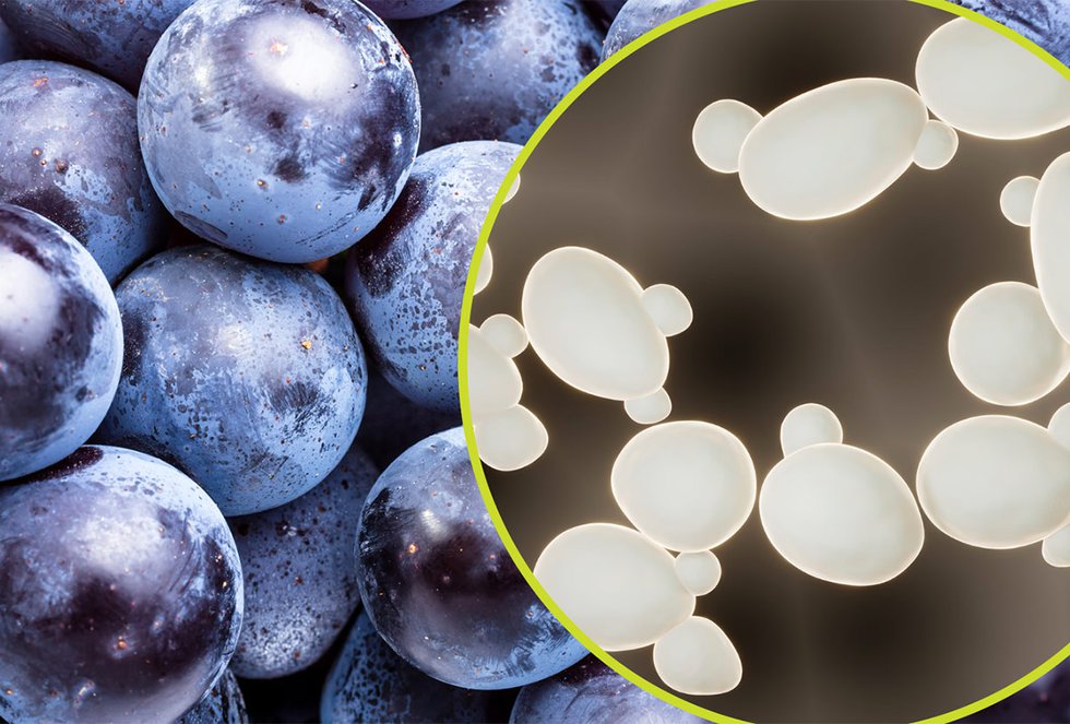 Grapes-yeast fermentation