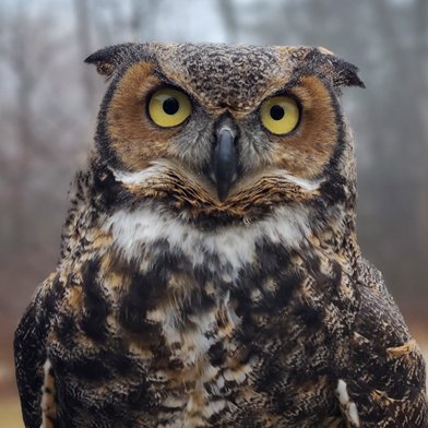 Zari the great horned owl