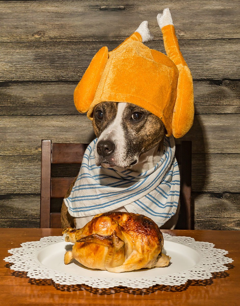 Dog wearing turkey hat