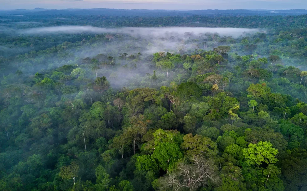 Amazon Rainforest