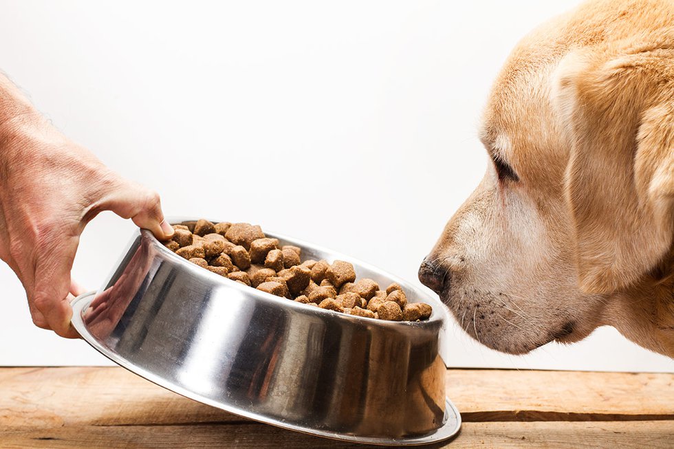 Dog and bowl of kibble