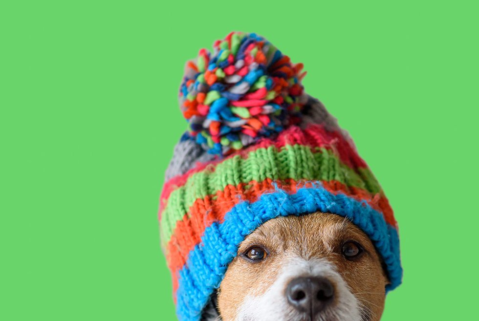 Dog in knit cap