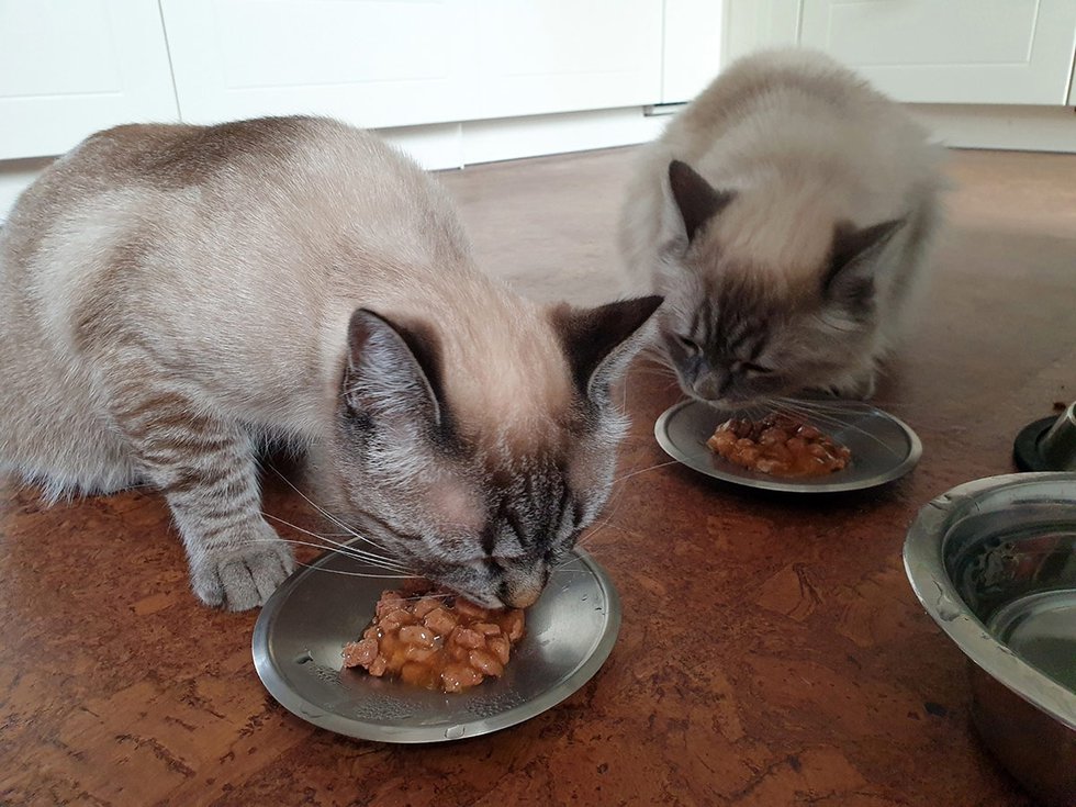 Cats eating