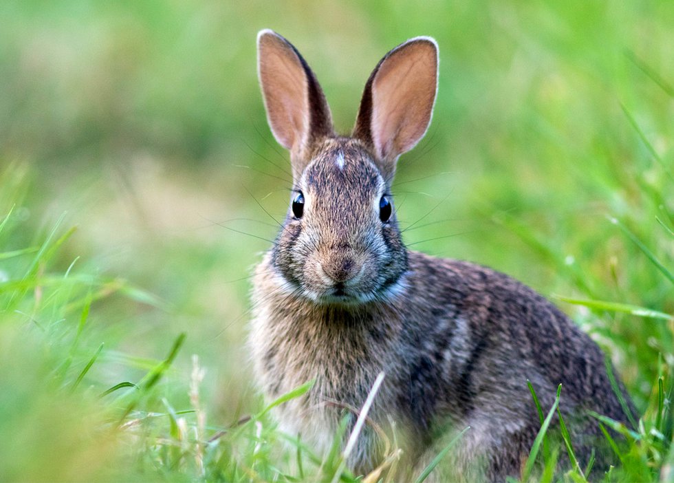 Rabbit in grass