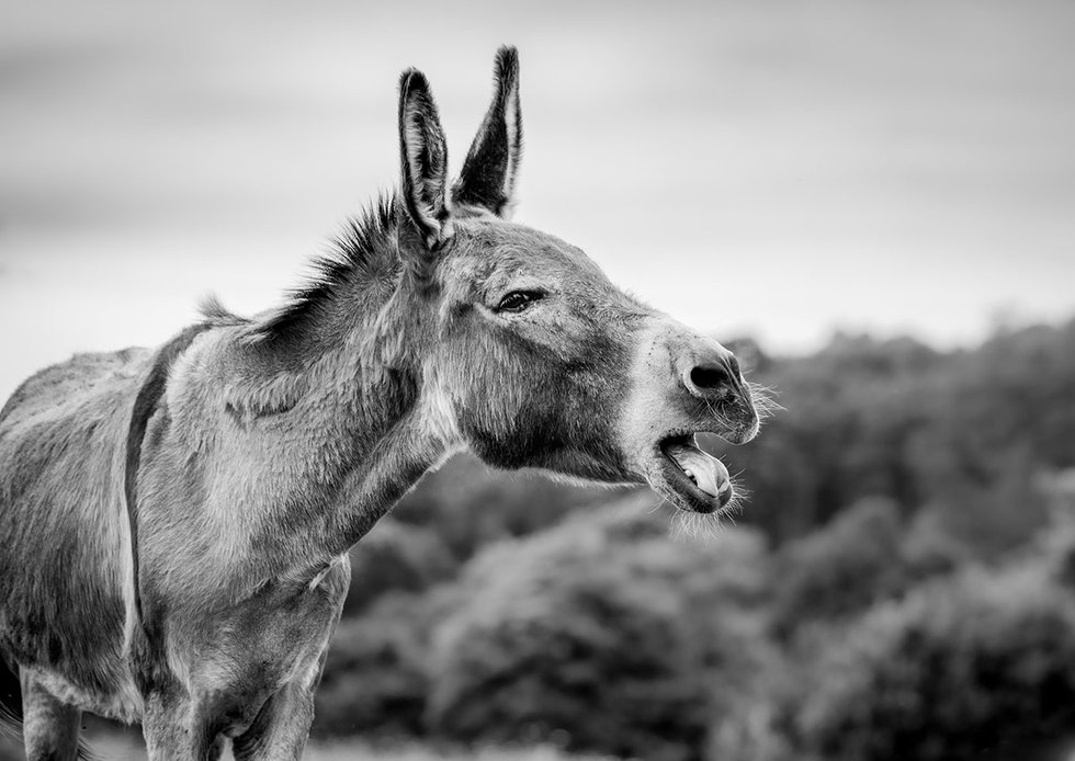 Donkey braying