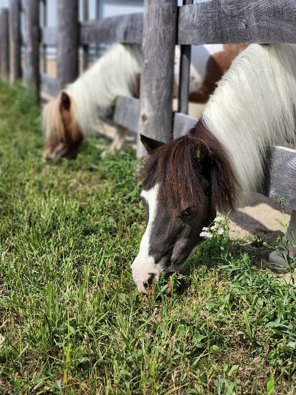 Milwaukee Urban Stables