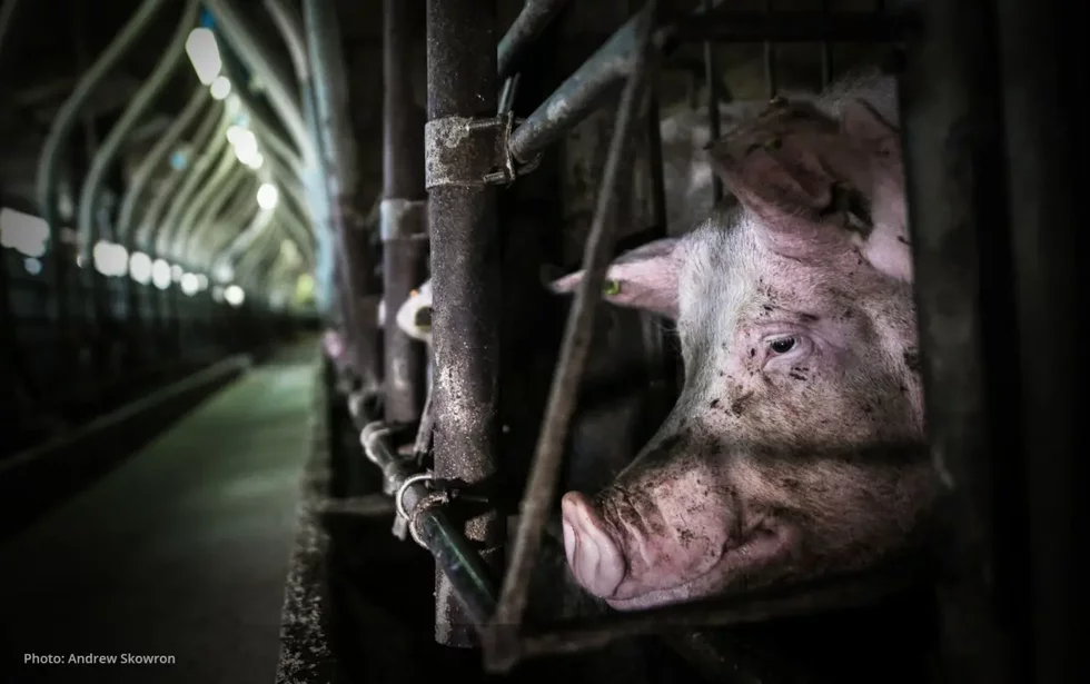 Pig in a factory farm gestation crate