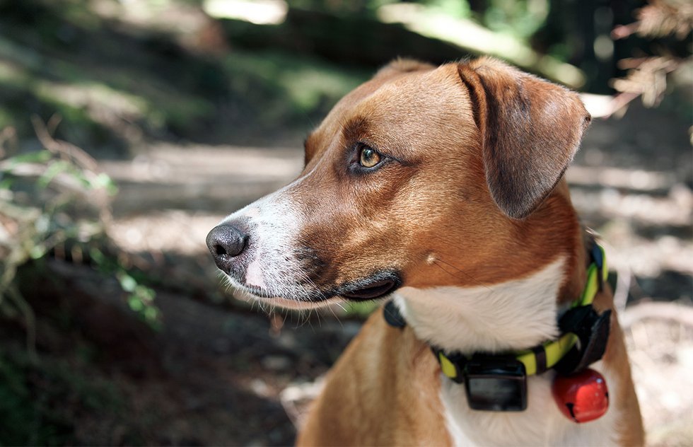 Dog wearing an e-collar