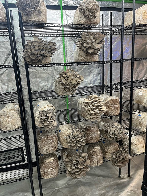 Shelf of blue oyster mushrooms at Flush With Mush