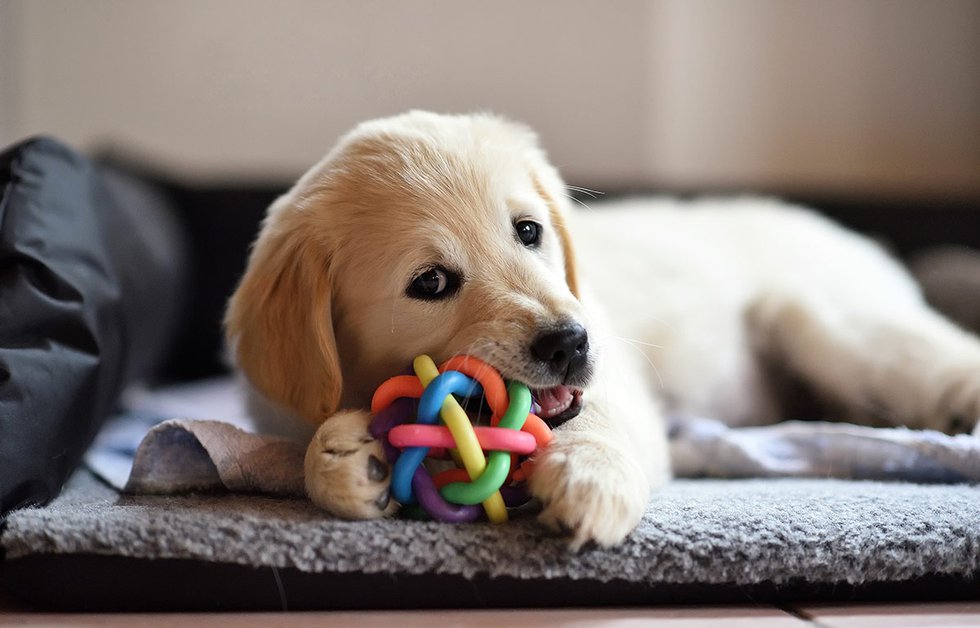 Puppy chewing on toy