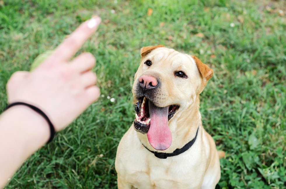 Dog being trained