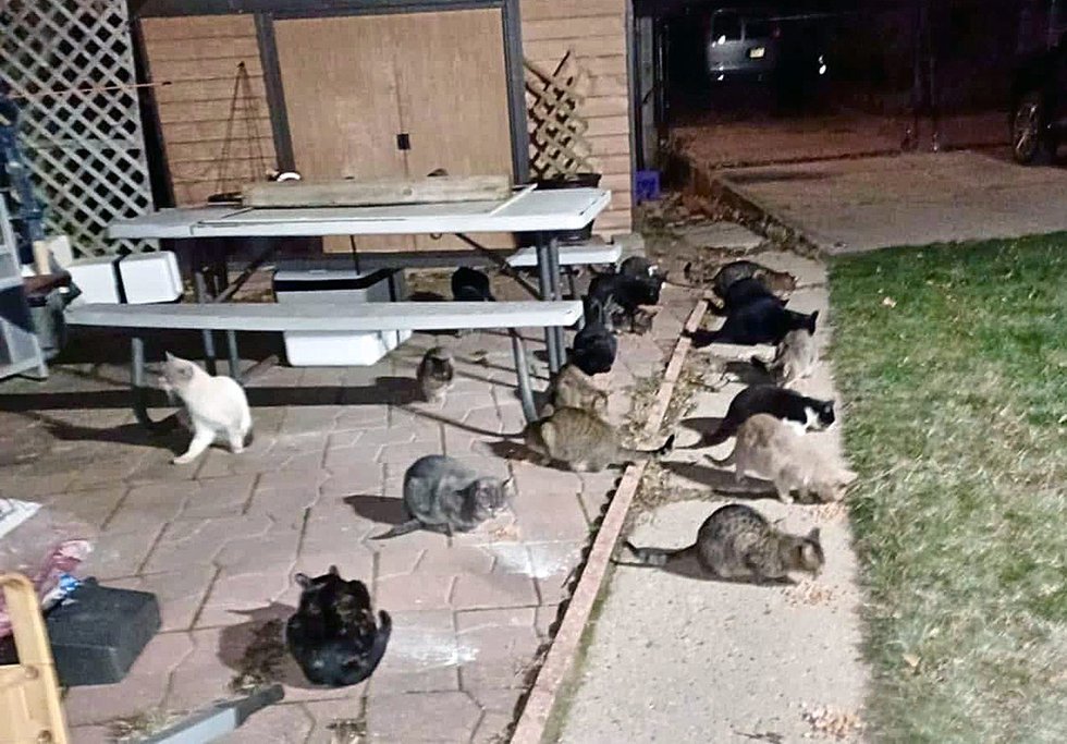 A cat colony in Milwaukee cared for by Urban Cat Coalition